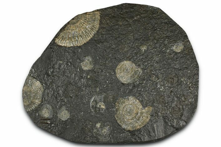 Fossil Ammonite Cluster - Posidonia Shale, Germany #368183
